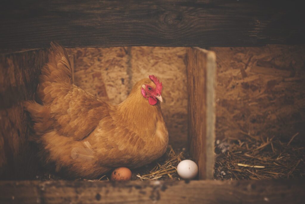 Huhn Mit Eier