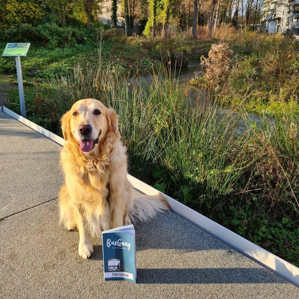 Busgang Buch Mit Hund